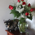 Happy Valentine's Day